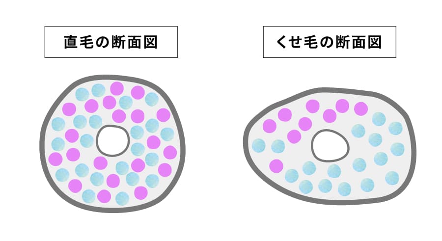 直毛とくせ毛の断面図